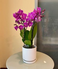 מולטי כלי לבן