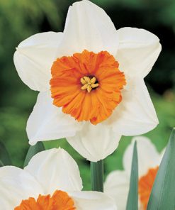 פקעות נרקיסים