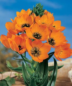 פקעות נץ חלב