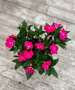 בשמת ניו גינאה