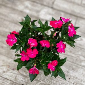 בשמת ניו גינאה