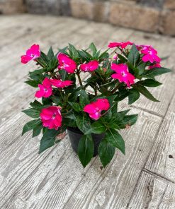 בשמת ניו גינאה