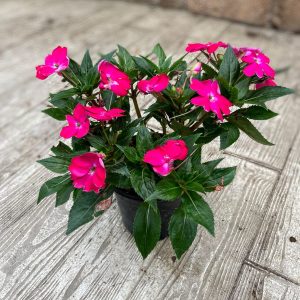 בשמת ניו גינאה