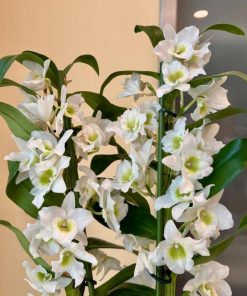 סחלב נובלי 2 עמודי פריחה