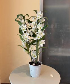 נובלי 2 עמודים