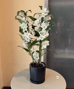 נובלי כלי שחור