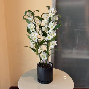 נובלי כלי שחור