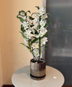 נובלי כלי זהב