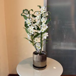 נובלי כלי זהב