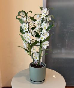 נובלי כלי ירוק