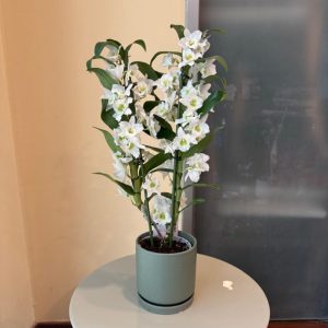 נובלי כלי ירוק