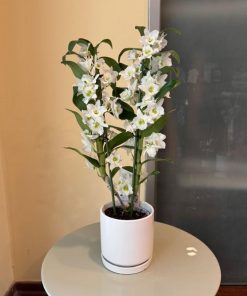 נובלי כלי לבן