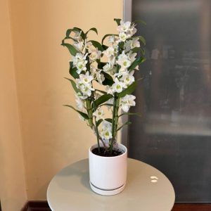 נובלי כלי לבן