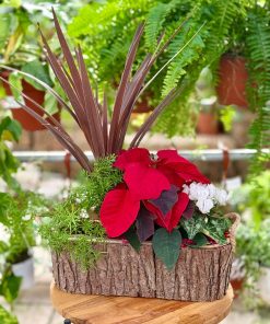 קוקטייל נוביגוד