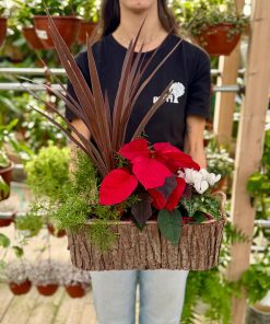 קוקטייל נוביגוד