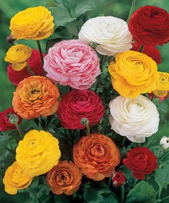 נורית פקעות