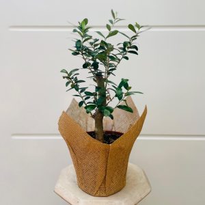 זית ביוטה 12