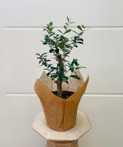 זית ביוטה 12