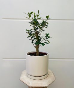 עץ זית בקרמיקה