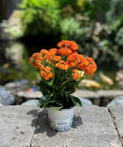 ניצנית כתומה