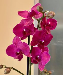 סחלב עמוד פריחה 1