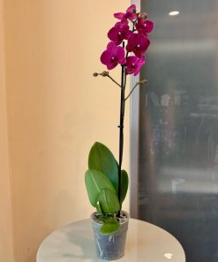 סחלב ללא כלי