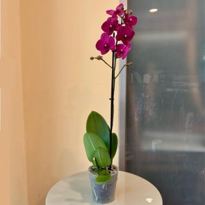 סחלב ללא כלי