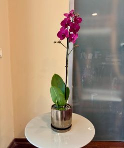 סחלב כלי זהב