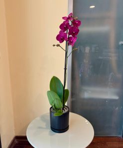 סחלב כלי שחור