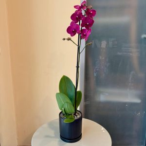 סחלב כלי שחור