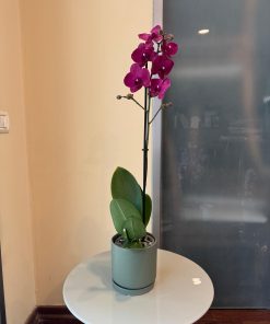 סחלב כלי ירוק