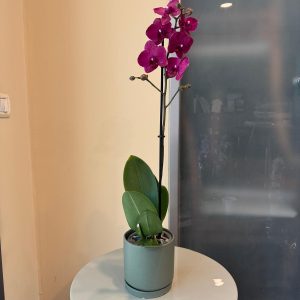 סחלב כלי ירוק