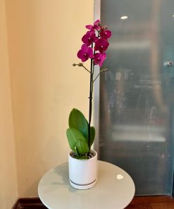 סחלב כלי לבן