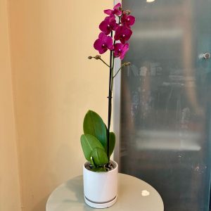 סחלב כלי לבן