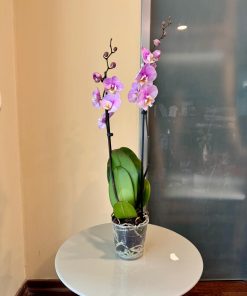 סחלב 2 עמודי פריחה