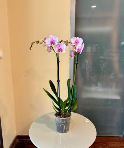 סחלב 2 עמודי פריחה