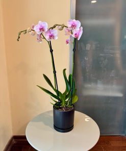 סחלב בכלי שחור