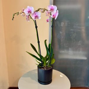 סחלב בכלי שחור