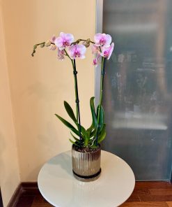 סחלב בכלי זהב