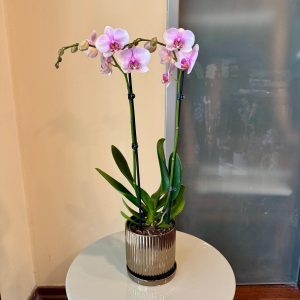 סחלב בכלי זהב