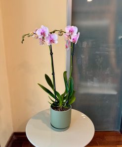 סחלב בכלי ירוק