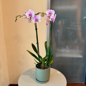 סחלב בכלי ירוק