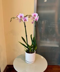 סחלב בכלי לבן