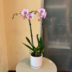 סחלב בכלי לבן