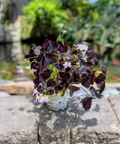 חמציץ פורח ע.12