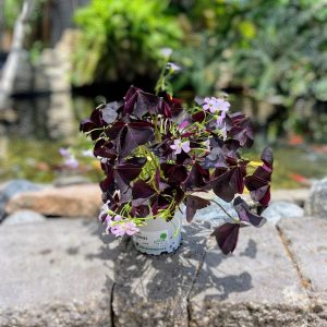 חמציץ פורח ע.12