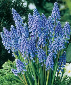 פעמוני גשם פקעות