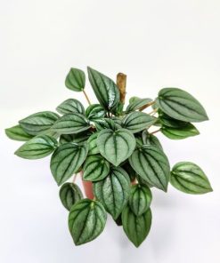 פפרומיה מרמורטה ע.12