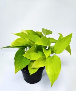 פוטוס גולדן ע.12