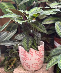 עציץ קרמיקה פייזלי ורוד